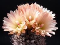 Thumbnail of 9999_Neochilenia spec._20120507(1).jpg